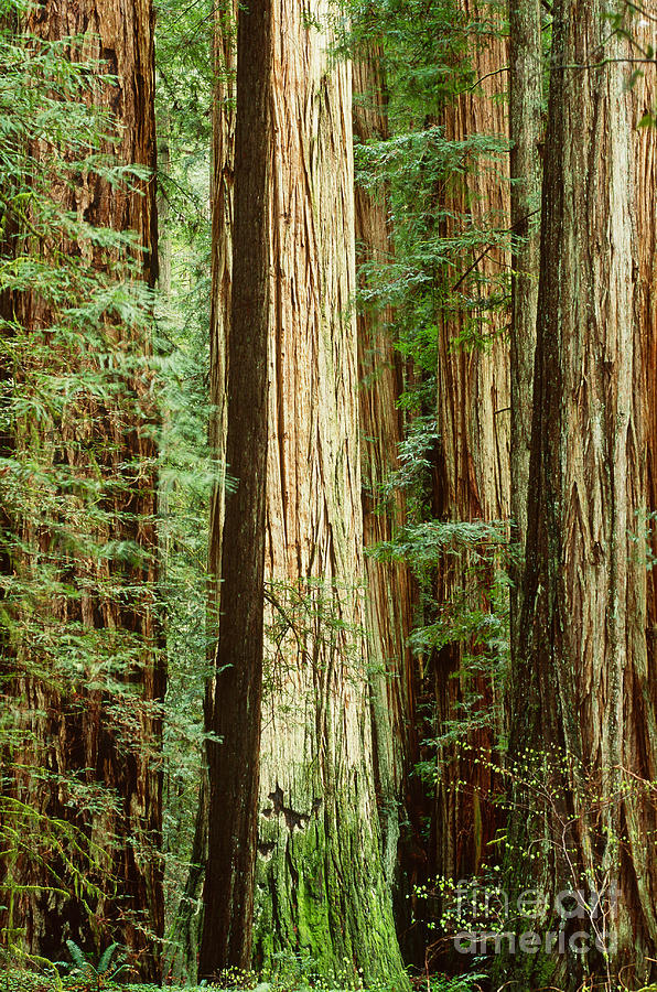 Redwoods Photograph by Art Wolfe