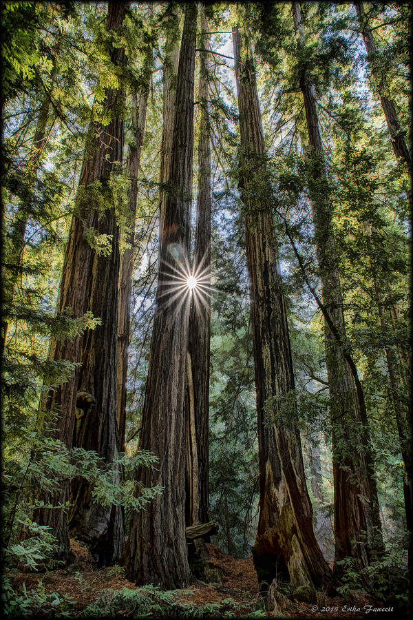 Tree Photograph - Redwoods by Erika Fawcett