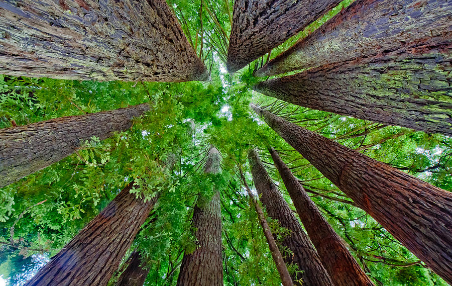 Redwoods Photograph by Gary Hughes