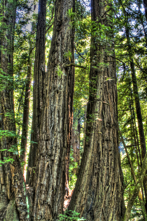 Redwoods Henry Cowell Photograph by SC Heffner