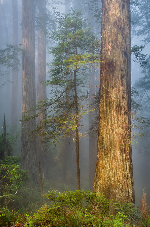 Redwoods in the Blue Mist Photograph by Greg Nyquist
