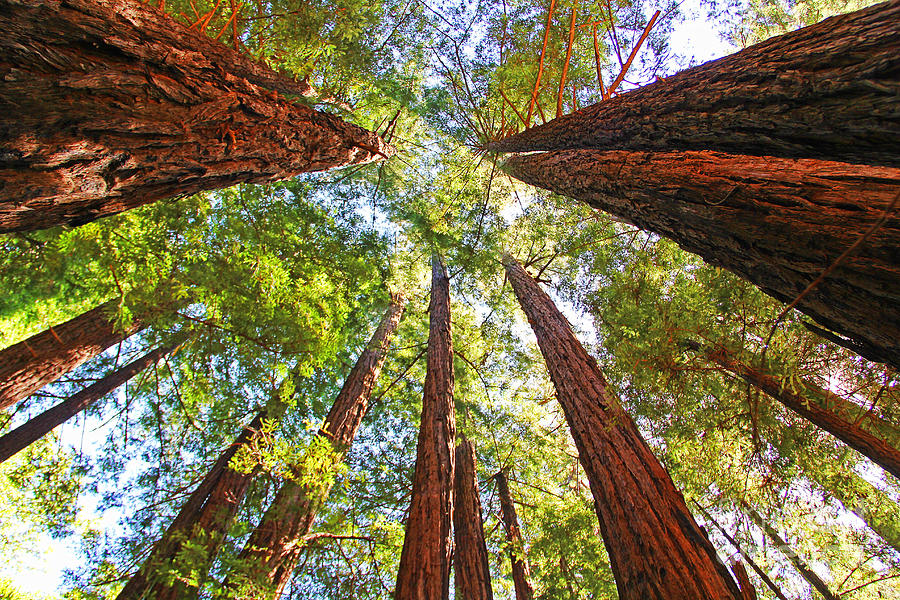 Redwoods Photograph by Jack Schultz