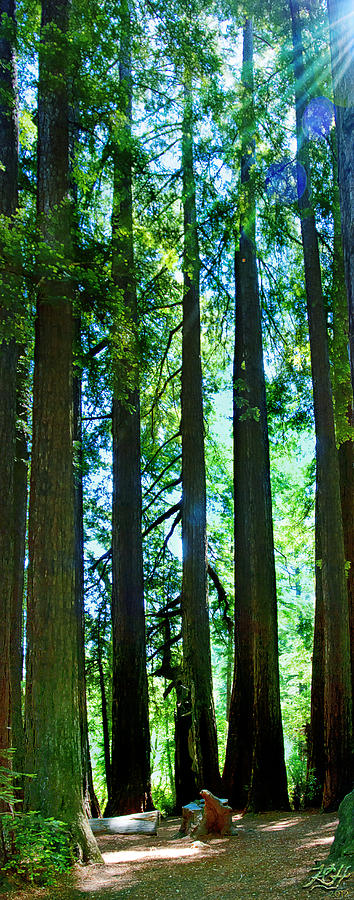 Tree Photograph - Redwoods by Kenneth Hadlock