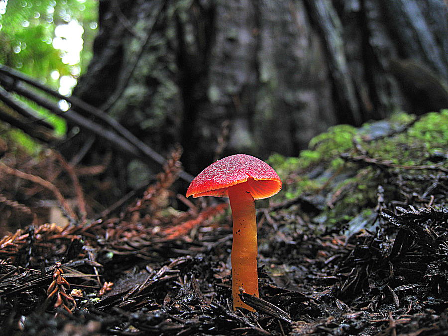 Redwoods Mushroom #1 Photograph by John King I I I