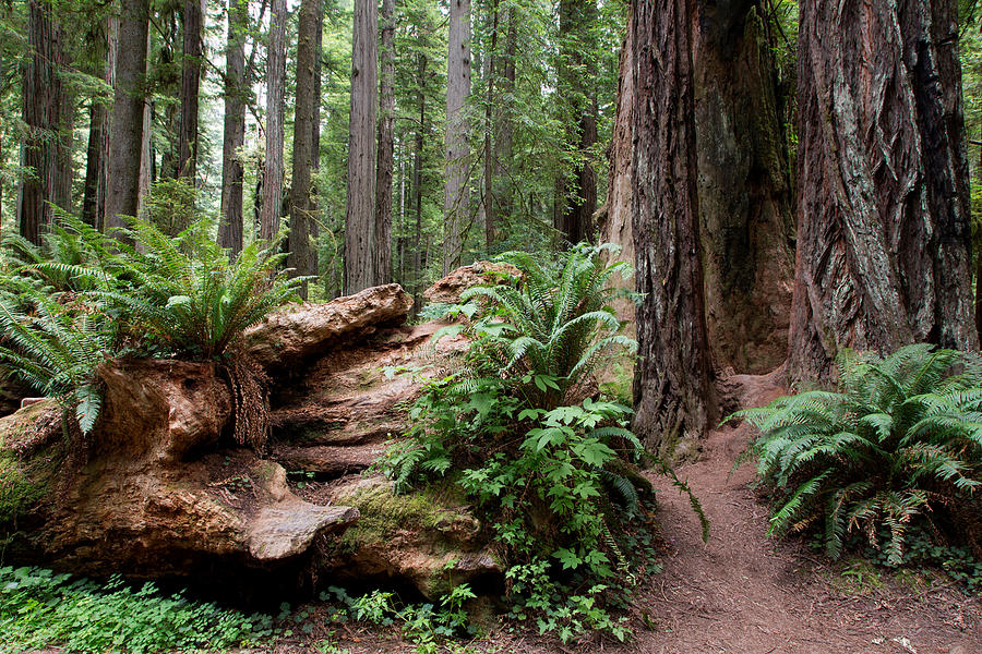 Redwoods National Park in Northern California Photograph by Carol M Highsmith
