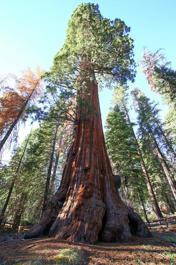 Redwoods Photograph by Photostock-israel/science Photo Library