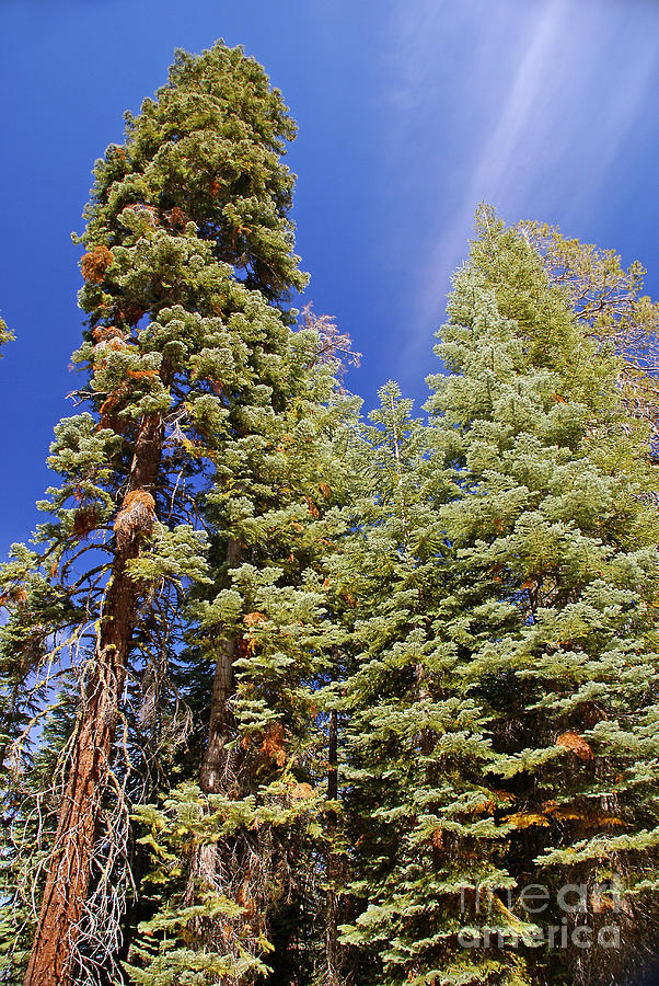 Redwoods Photograph by Rod Jones