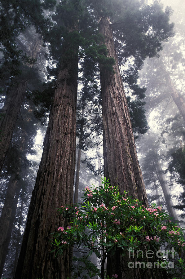 Redwoods Photograph by Ron Sanford