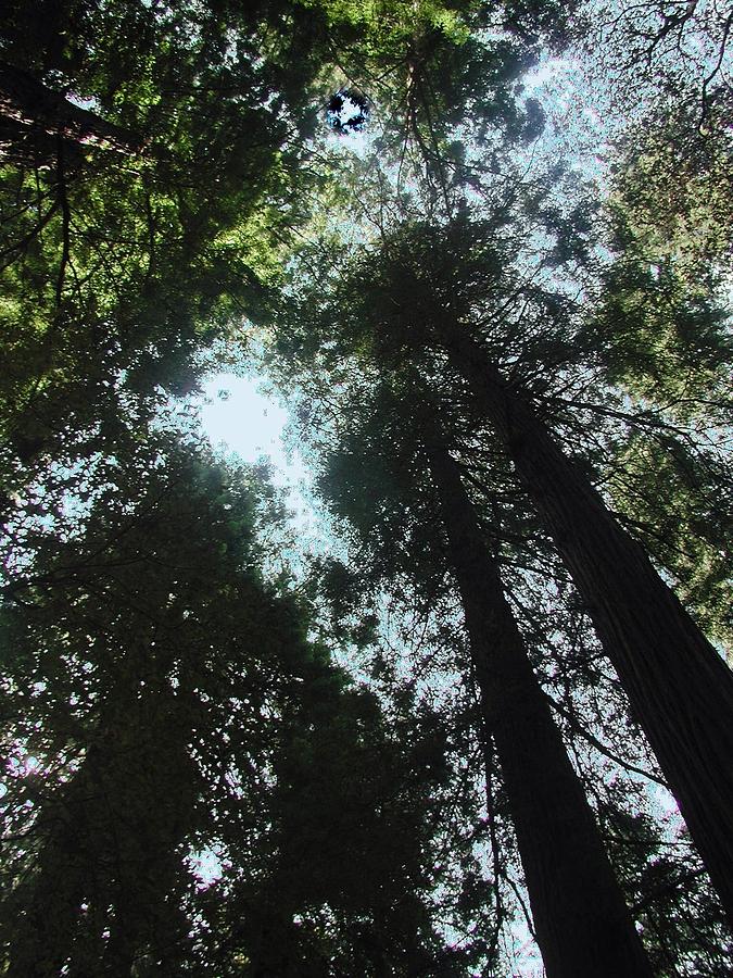 Redwoods Photograph by Steve Ondrus