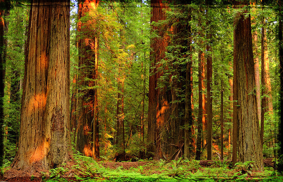 Redwoods - The Grove At Sunset In California Humboldt Redwoods State ...