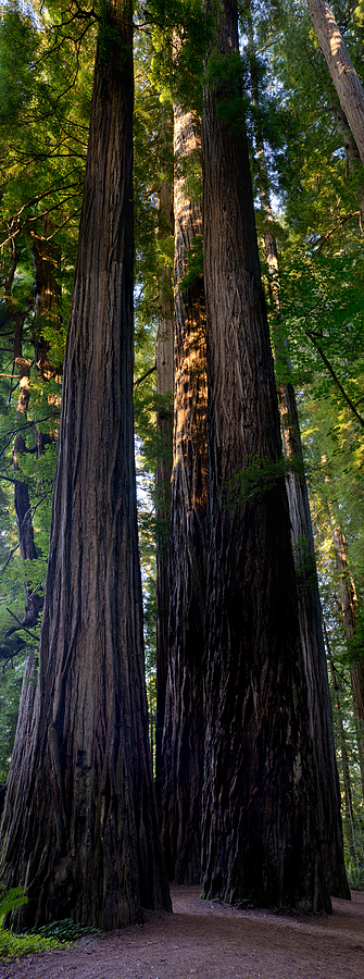 Tree Photograph - Redwoods Vertical Panorama by Loree Johnson