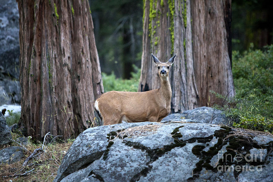 Redwoods with deer Photograph by David Millenheft