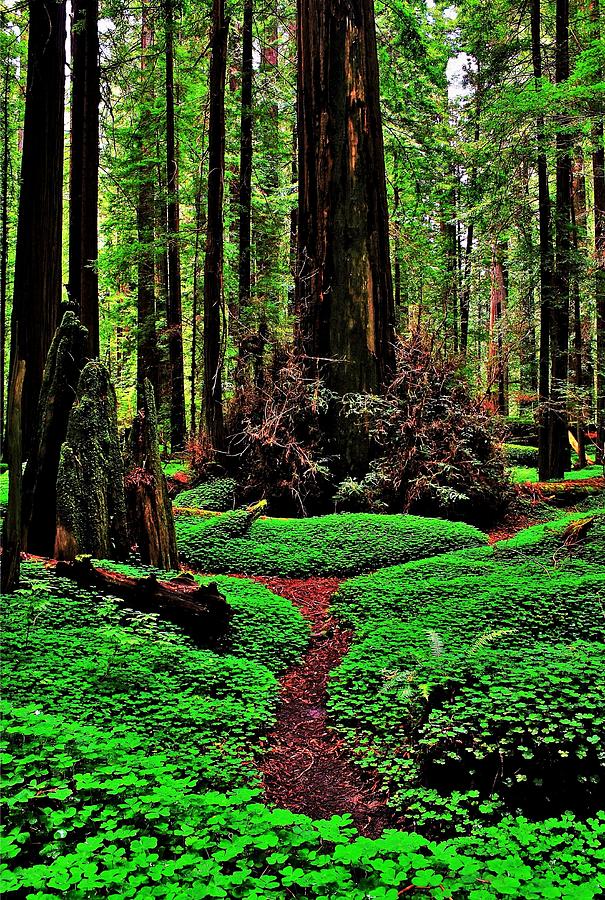 Tree Photograph - Redwoods Wonderland by Benjamin Yeager