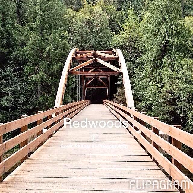 Redwoods
#flipagram Made With Photograph by Scott Pellegrin