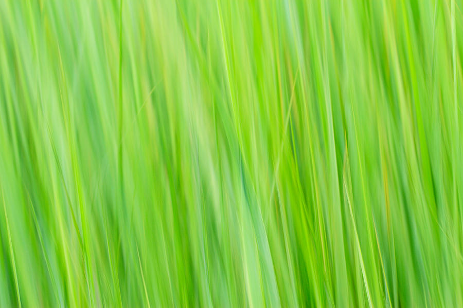 Reed Abstract Photograph by Bryan Bzdula