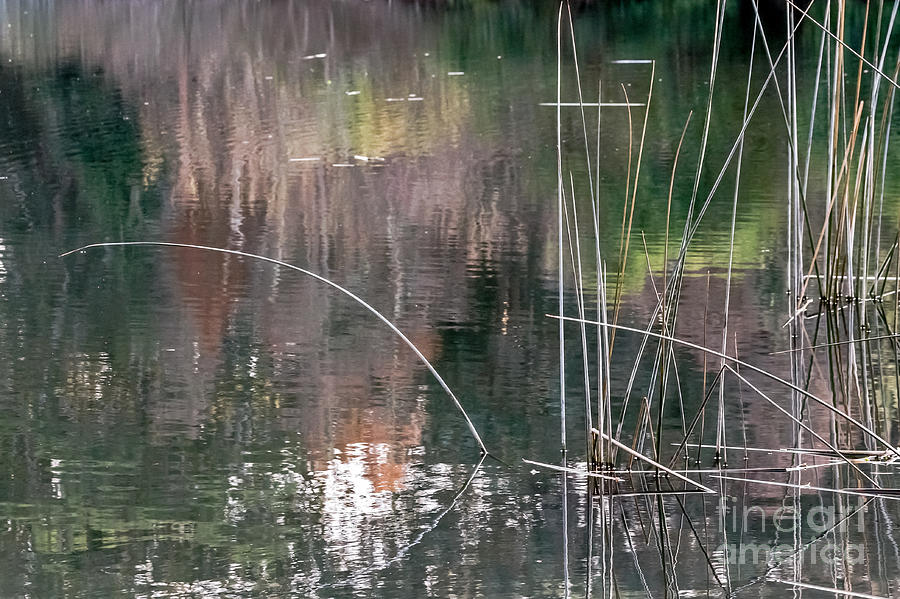 Reed Abstract Photograph by Kate Brown
