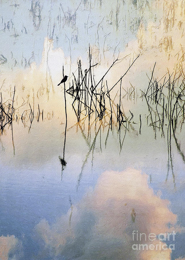 Reed Bird and Clouds Photograph by Sharon Foster