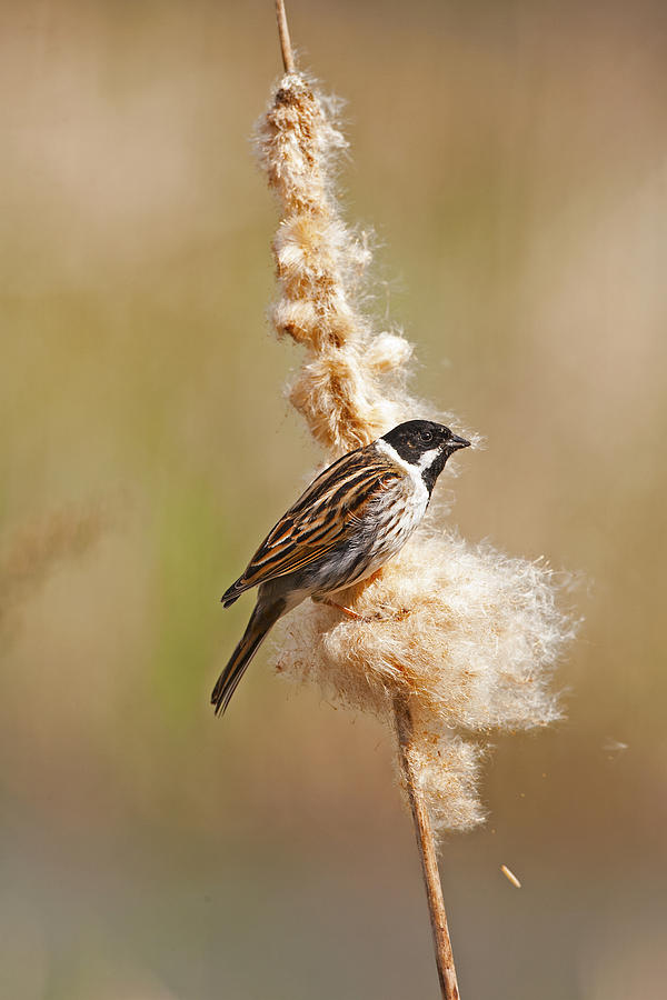 Reed Bunting on reed mace. Photograph by Paul Scoullar