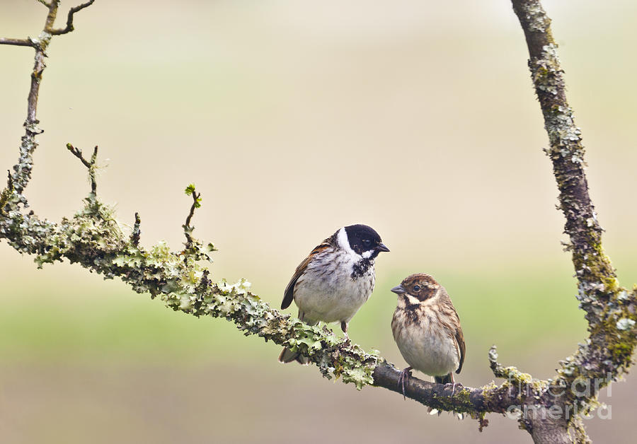 Nature Photograph - Reed Bunting pair by Liz Leyden