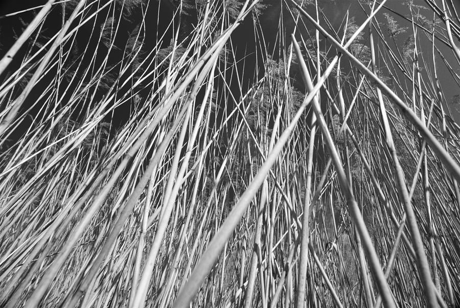 Reed Photograph by Chevy Fleet