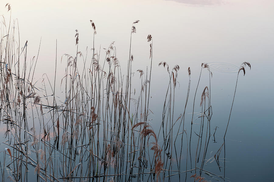 Reed Photograph by Franz Aberham