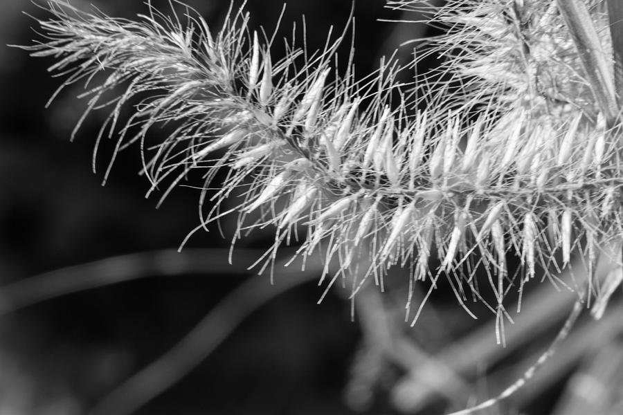 Reed Grass in Black n White Photograph by Renette Coachman