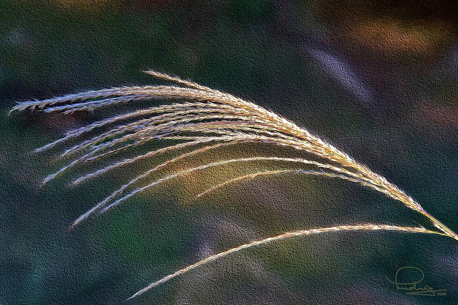Reed Grass Photograph by Ludwig Keck