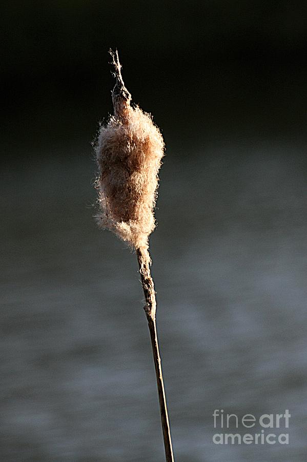 Reed in the Sunset Photograph by Jeremy Hayden