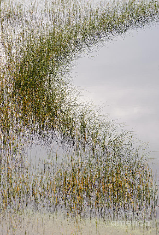 Reed Plants Lining A Pond Photograph by John Shaw