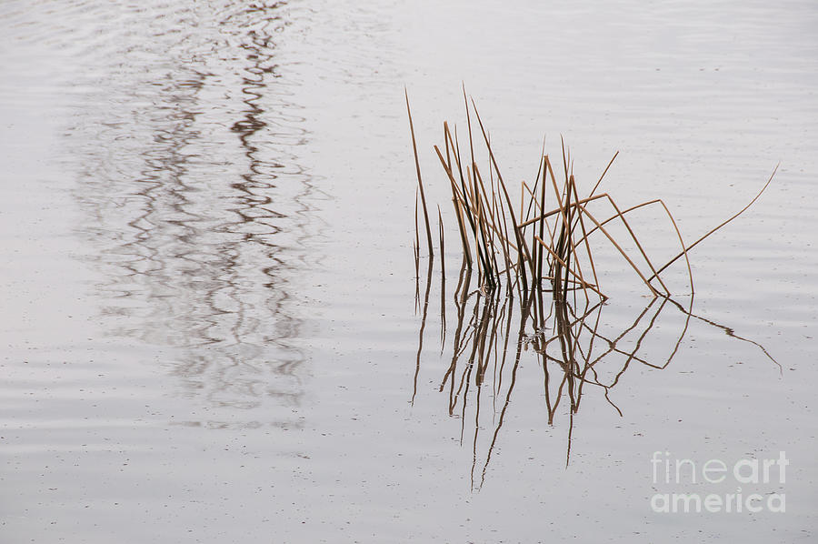 Reed Reflection Photograph by Al Andersen