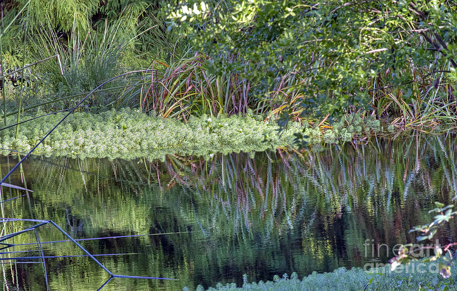 Reed Reflections Photograph by Kate Brown