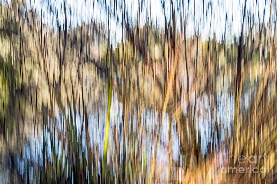 Abstract Photograph - Reed Screen by Kate Brown