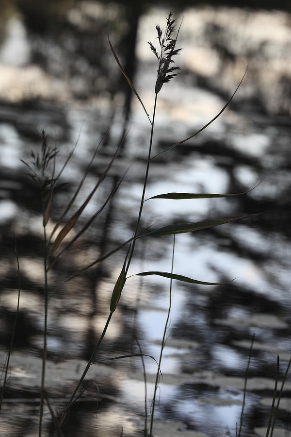 Reed silhouette - available for licensing Photograph by Ulrich Kunst And Bettina Scheidulin