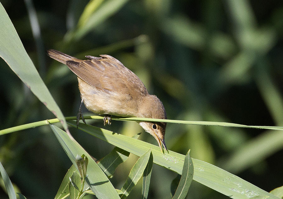 Reed Warbler feeding Photograph by Bob Kemp - Fine Art America