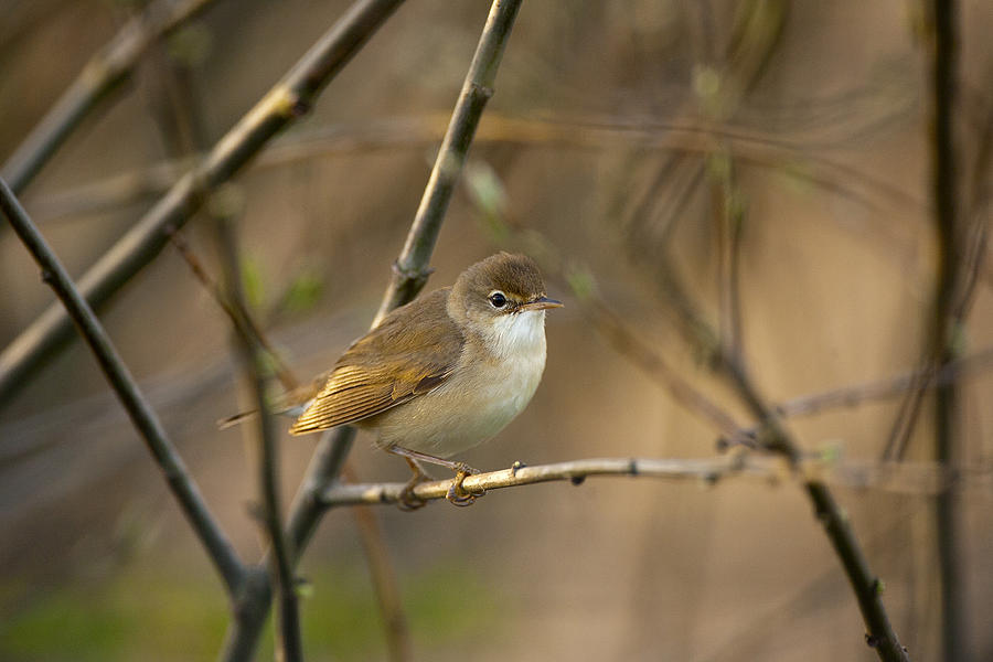 Reed Warbler Photograph by Paul Scoullar