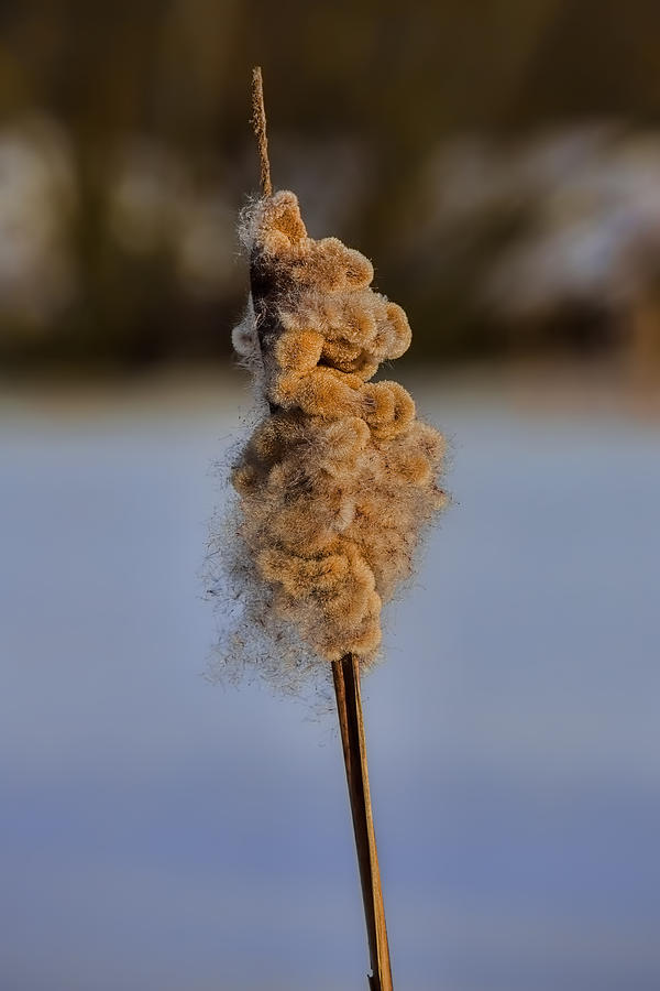 Nature Photograph - Reedmace ready to let seed fly in February 2015. by Leif Sohlman