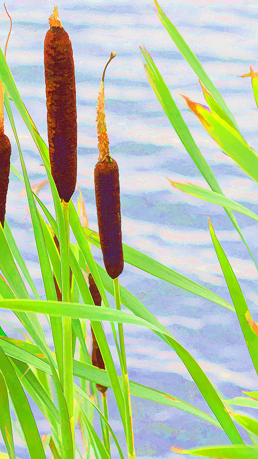 Reeds 2 Photograph