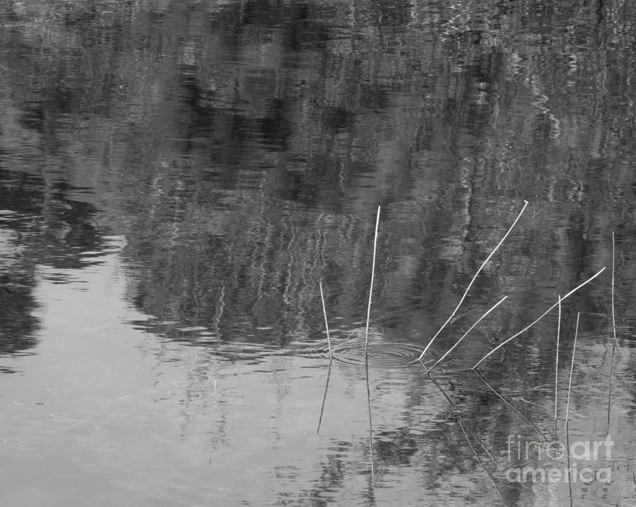Reeds Abstract Photograph