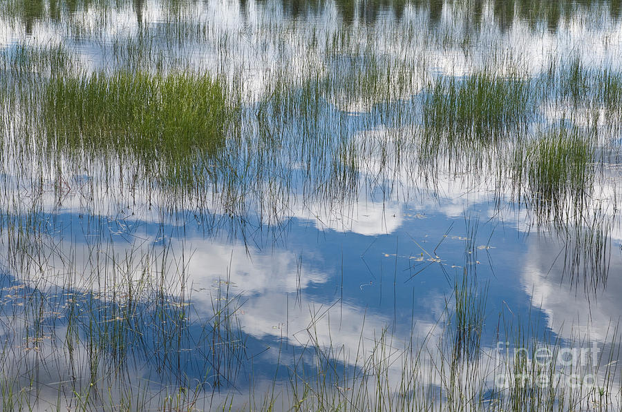 Reeds And Reflections Photograph by John Shaw