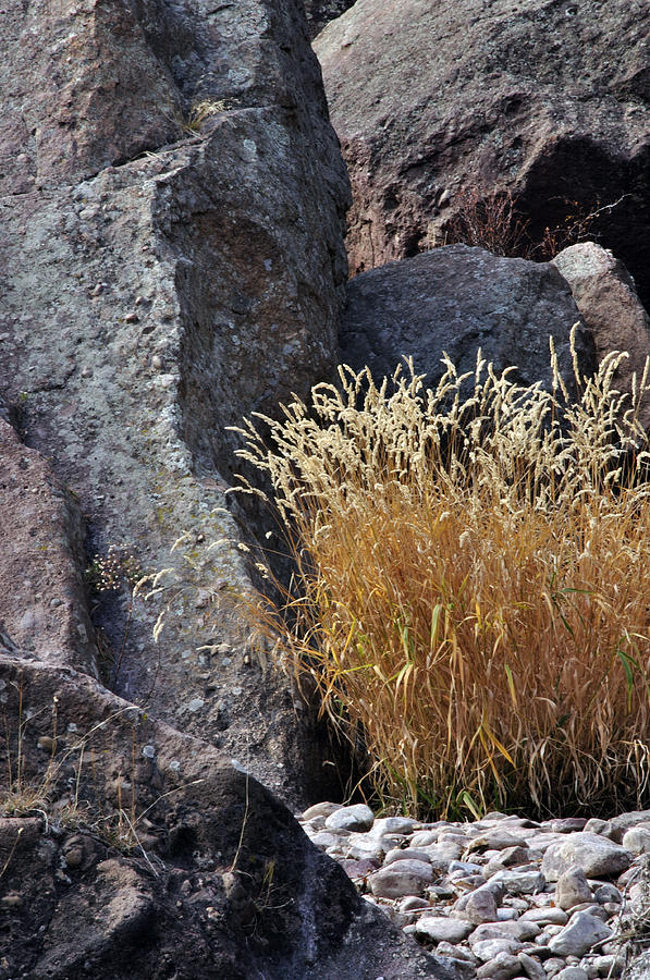Reeds and Rock  Photograph by Eric Rundle
