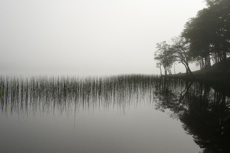 Reeds and shore in the mist Photograph by Gary Eason