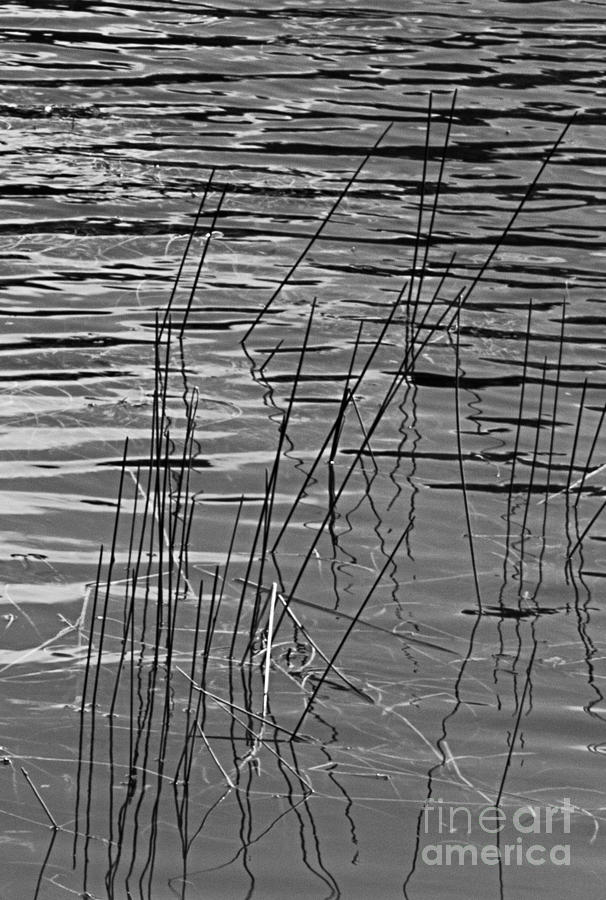 Reeds Photograph by Arlene Carmel