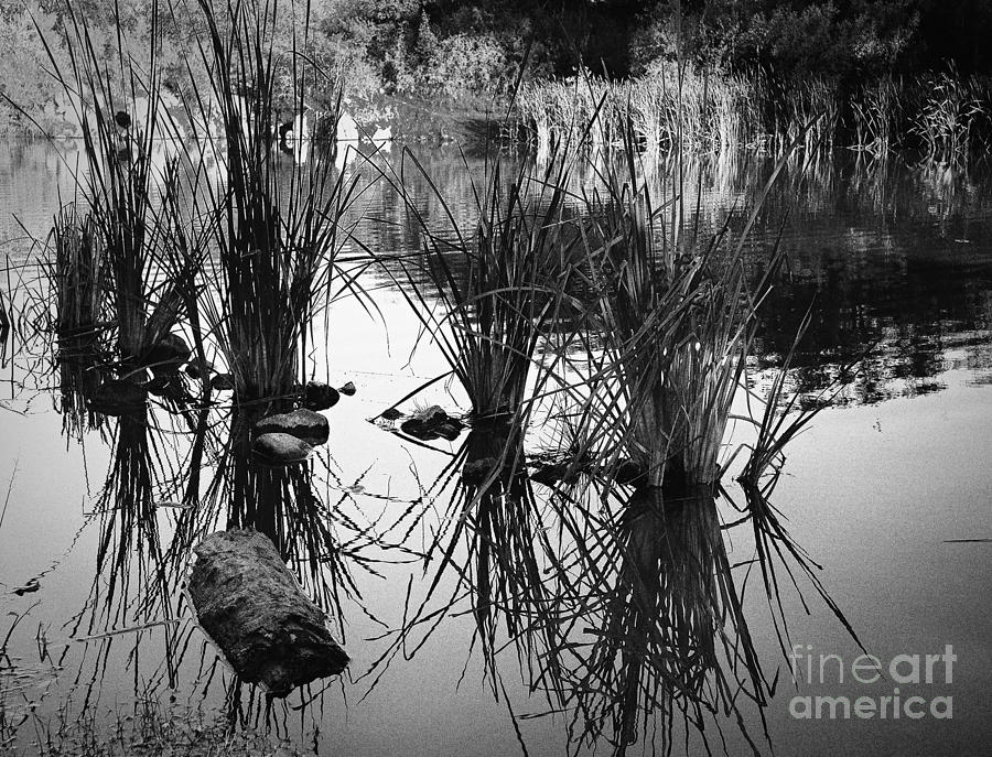 Arizona Photograph - Reeds by Arne Hansen
