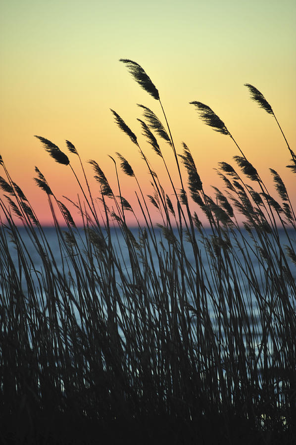 Sunset Photograph - Reeds at Sunset Island Beach State Park NJ by Terry DeLuco