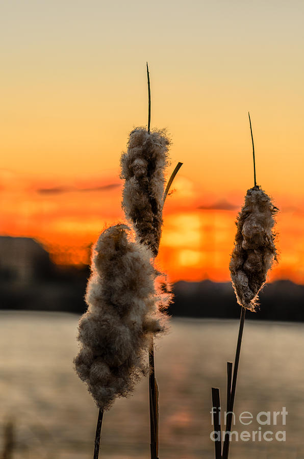 Reeds At Sunset Photograph