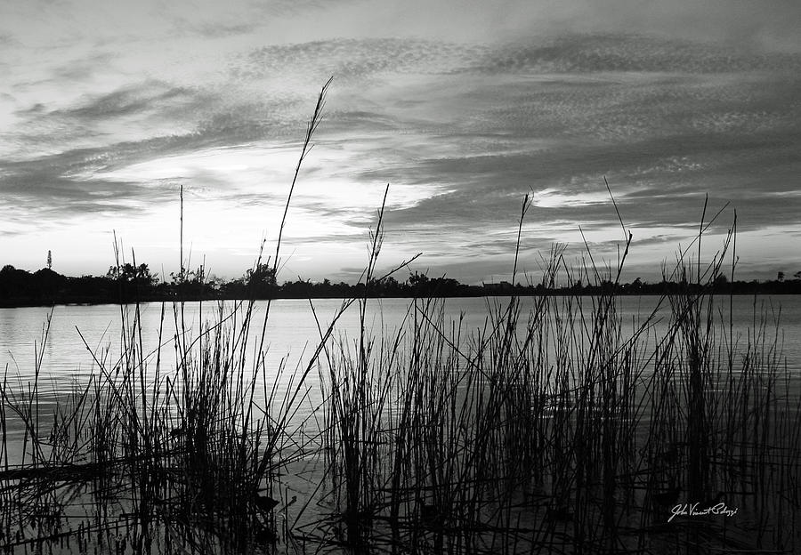 Reeds at the Lake Photograph by John Vincent Palozzi