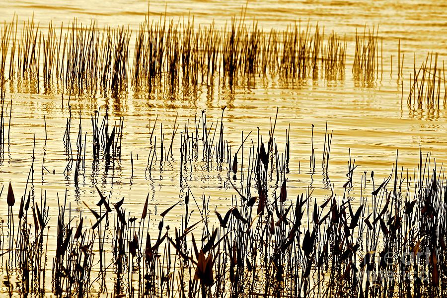 Reeds Photograph by Deena Withycombe