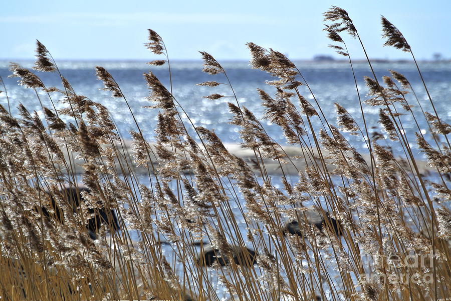 Reeds I Photograph by Jari Kilpelainen