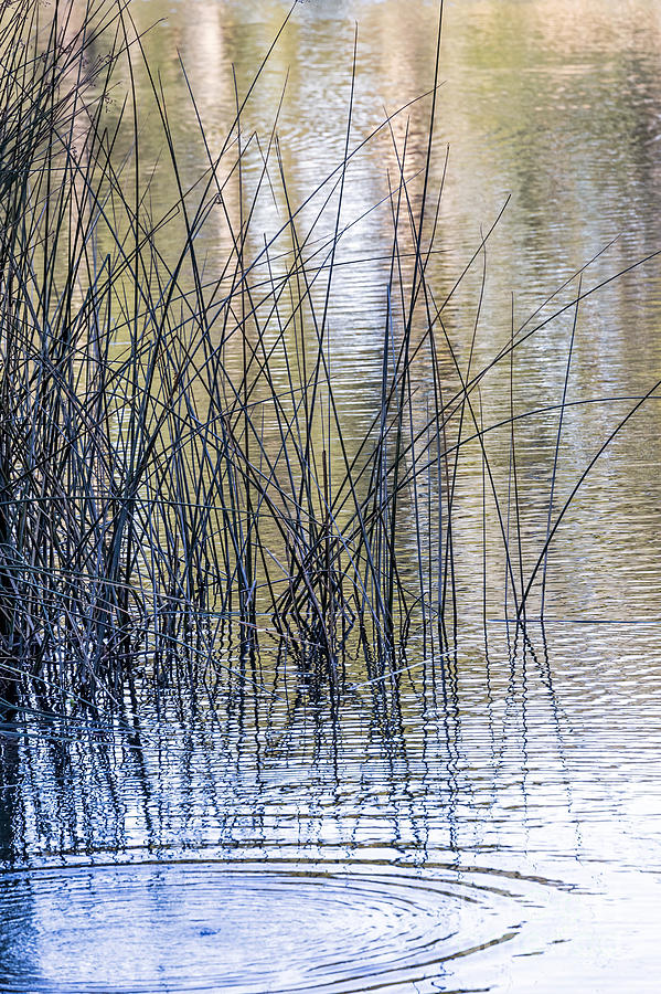 Reeds II Photograph by Kate Brown