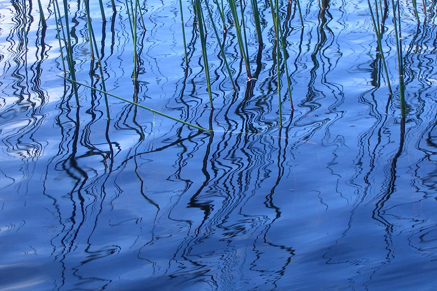 Reeds in Blue Photograph by Tasha ONeill